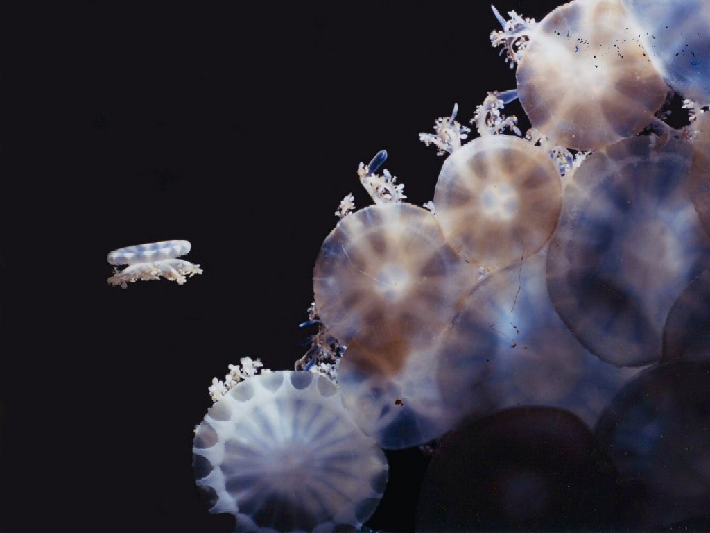 加茂水族館のクラゲの壁紙